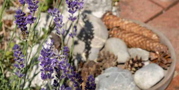 Insektentränke mit Blumen und Steinen